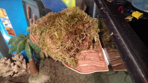 Turtle Dock mounted 3M Command strips with moss